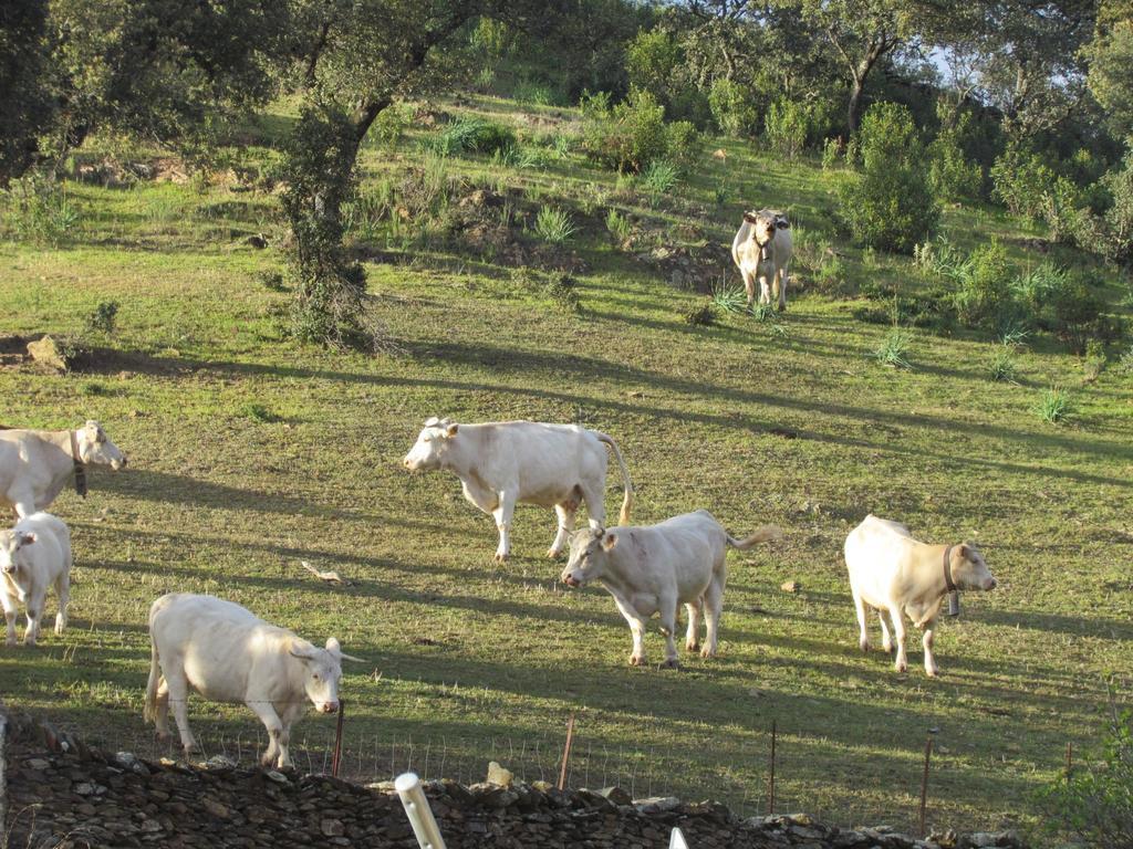 Pensjonat Finca Valle Corchoso Cala Zewnętrze zdjęcie